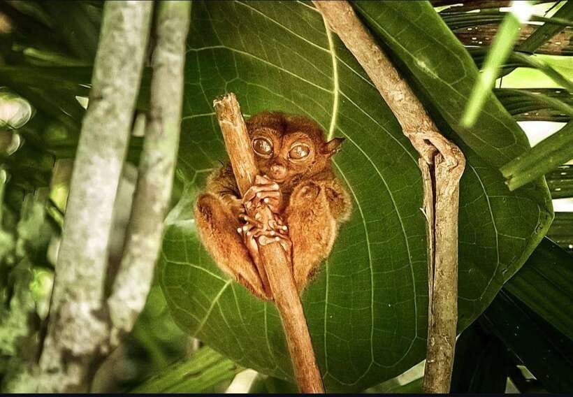 Bohol: Guided Chocolate Hills & Tarsiers Tour - Loboc River cruise and buffet lunch
