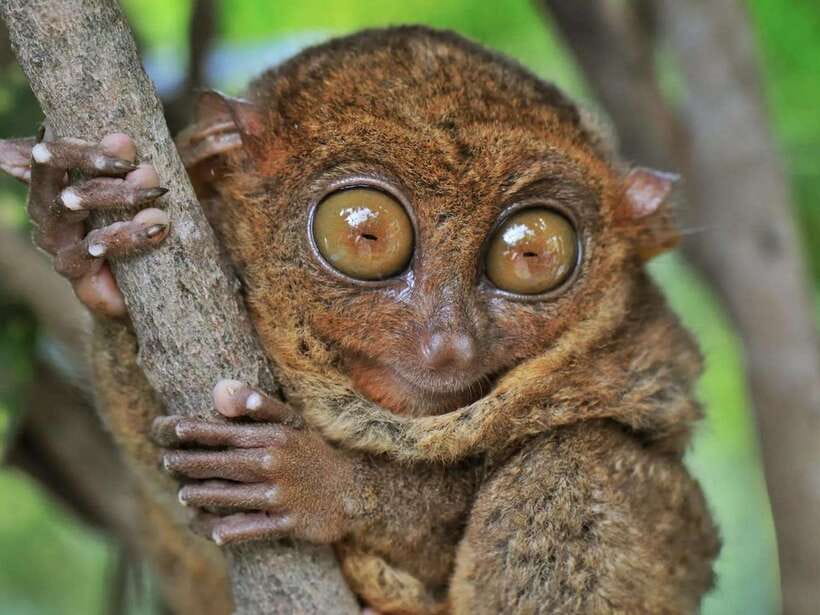Bohol: Guided Chocolate Hills & Tarsiers Tour - Possible bonus stops: church and cave