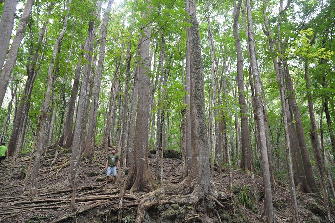 Bohol Island Countryside Tour with Buffet Lunch River Cruise (Cebu or Bohol) - Seeing the Chocolate Hills in person