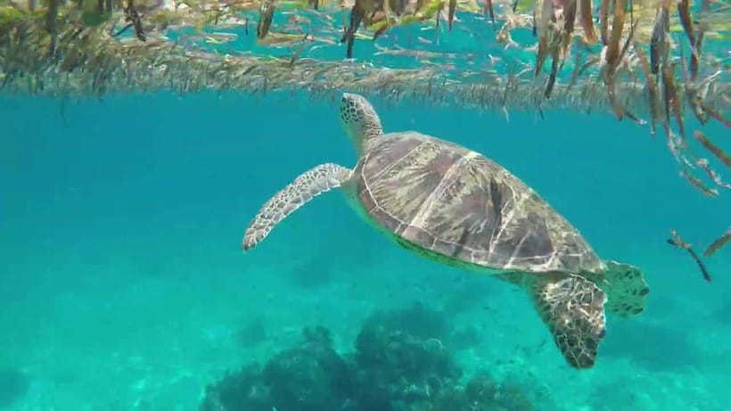 Bohol Island Hopping Tour (Private Tour) - What this six-hour Bohol tour is really selling