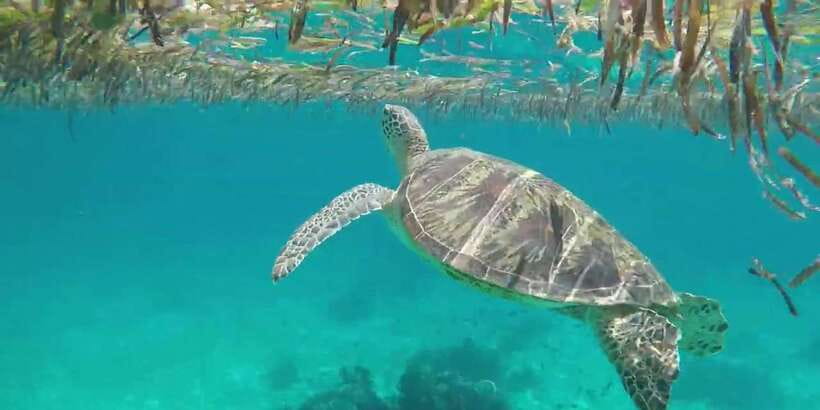 Bohol Island Hopping Tour (Private Tour) - Why the private format helps