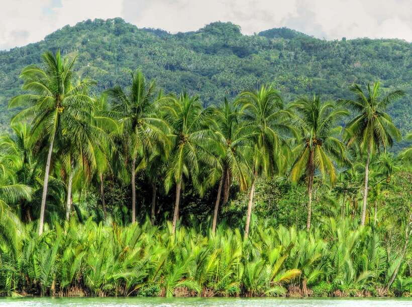 Bohol: Loboc River Buffet-Lunch Cruise with Private Transfer - Listening to live guitar music on Loboc River