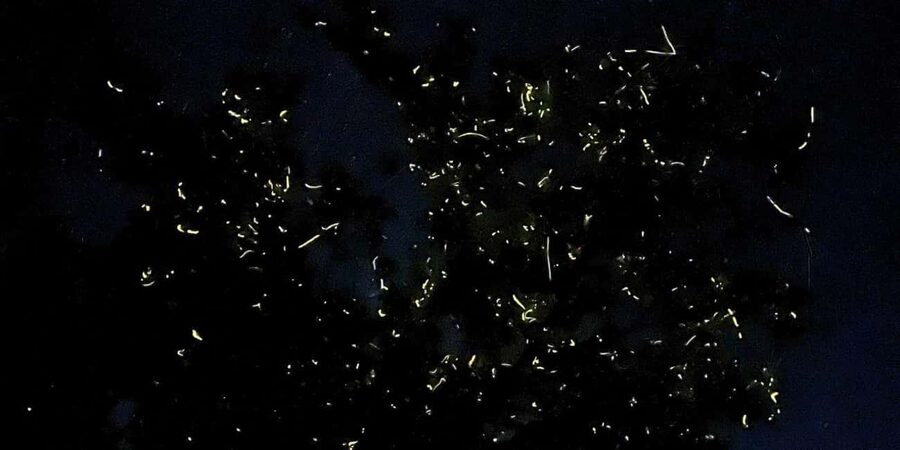 Bohol: Loboc River Firefly Watching Shared Tour - Quick take: what matters most