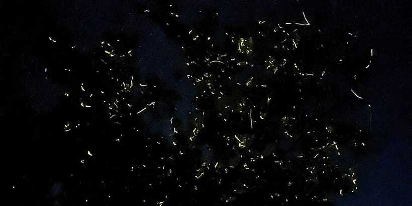Bohol: Loboc River Firefly Watching Shared Tour - Is $28 a fair price?