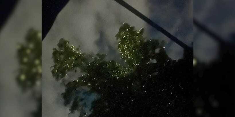 Bohol: Loboc River Firefly Watching Shared Tour - Who will enjoy this most?