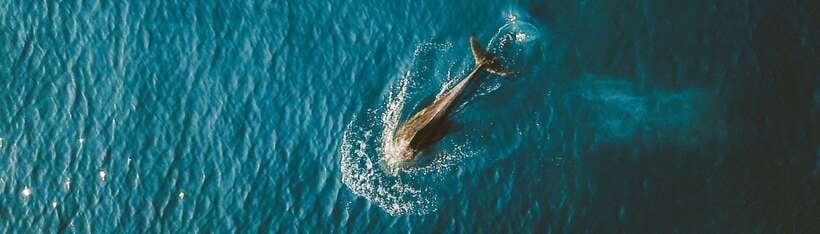 Bohol: Pamilacan Island Dolphin/Turtle Watching Tour & Lunch - Key points to know before booking