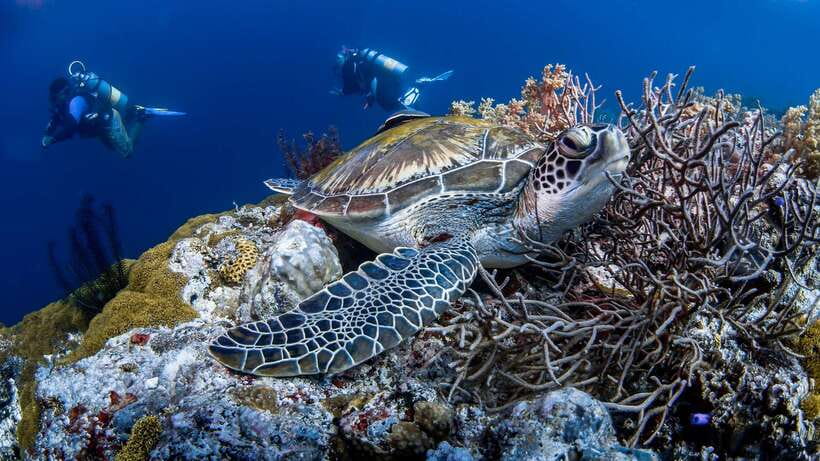 Bohol: Pamilacan Island Dolphin/Turtle Watching Tour & Lunch - White sand, clear water, and free time