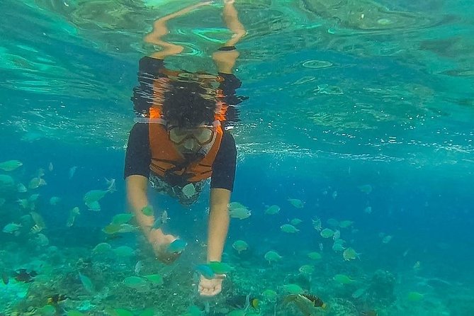 Bohol: Pamilacan Island Dolphin & Whale Watching Tour - What the $194.88 price really covers