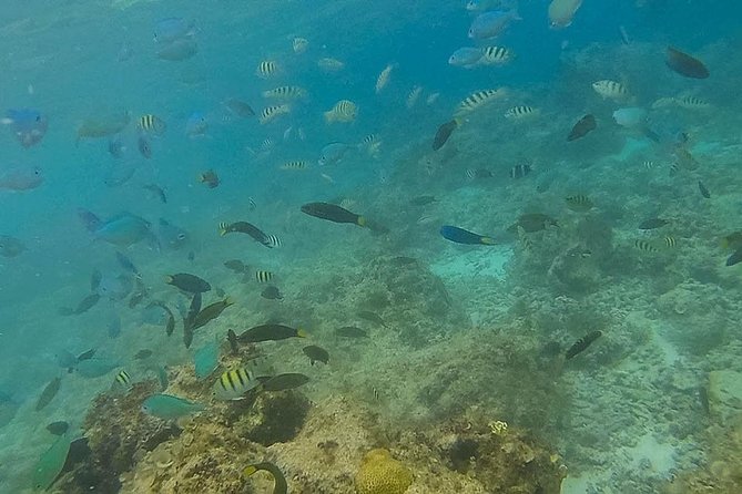 Bohol: Pamilacan Island Dolphin & Whale Watching Tour - The Baluarte Port to Pamilacan crossing