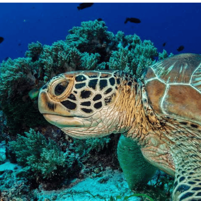 Bohol: Panglao Island Hopping Tour with Snorkeling (Private) - What private really means here