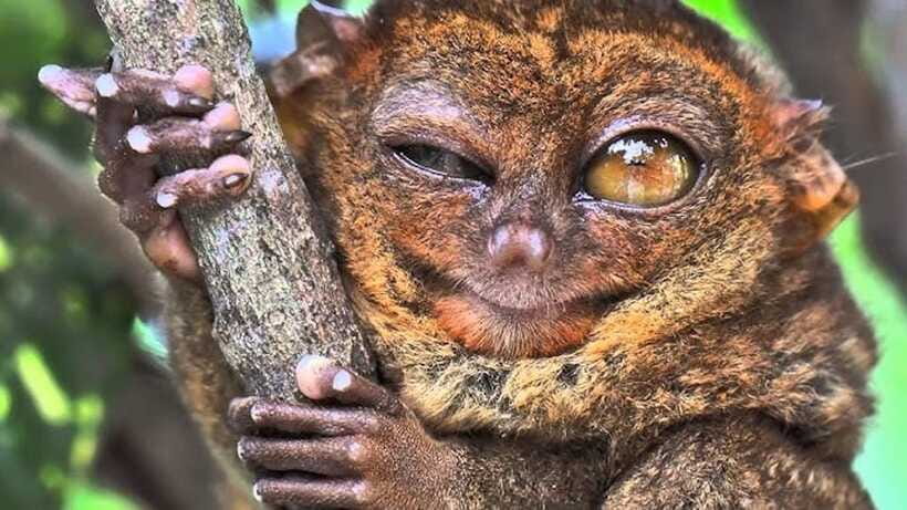 Bohol: Premium Chocolate Hills, Tarsiers & River Experience - Timing, comfort, and what to bring