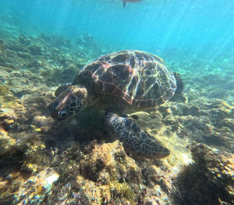 Bohol PREMIUM PAMILACAN Island Tour - Key points at a glance