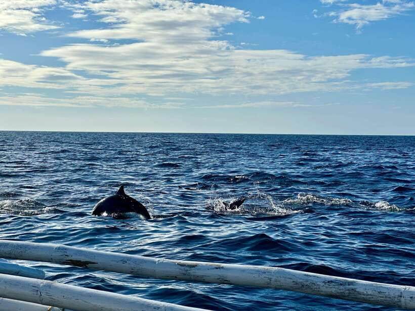 Bohol PREMIUM PAMILACAN Island Tour - Why Pamilacan makes a good day from Bohol