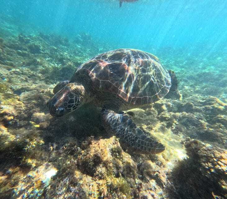 Bohol PREMIUM PAMILACAN Island Tour - Timing, comfort, and what to pack