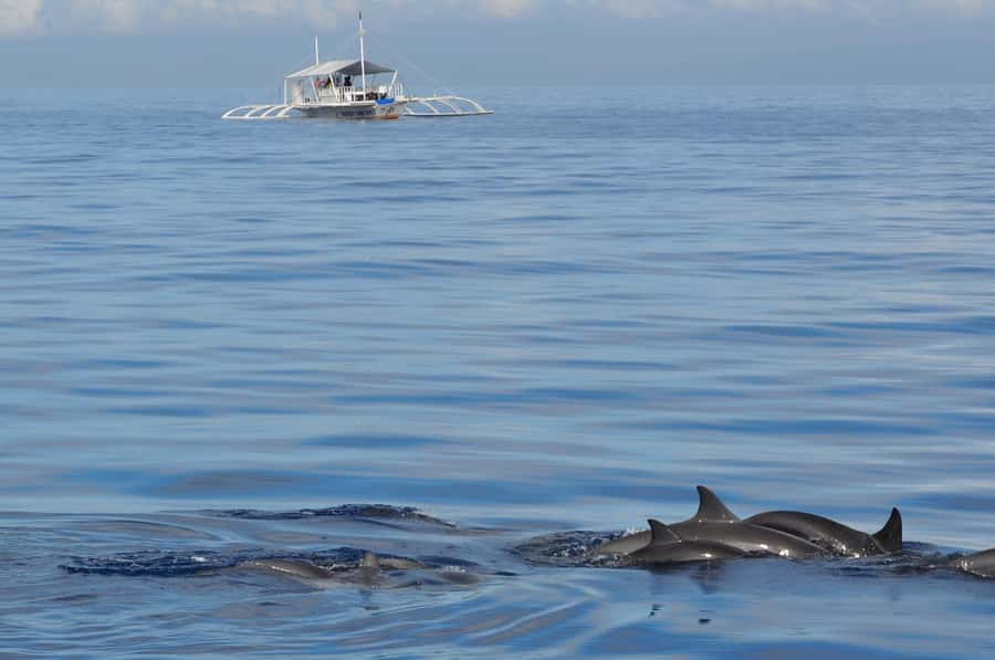 Bohol: Private Balicasag Tour with extra snorkeling time - Why this private Panglao trip is worth considering