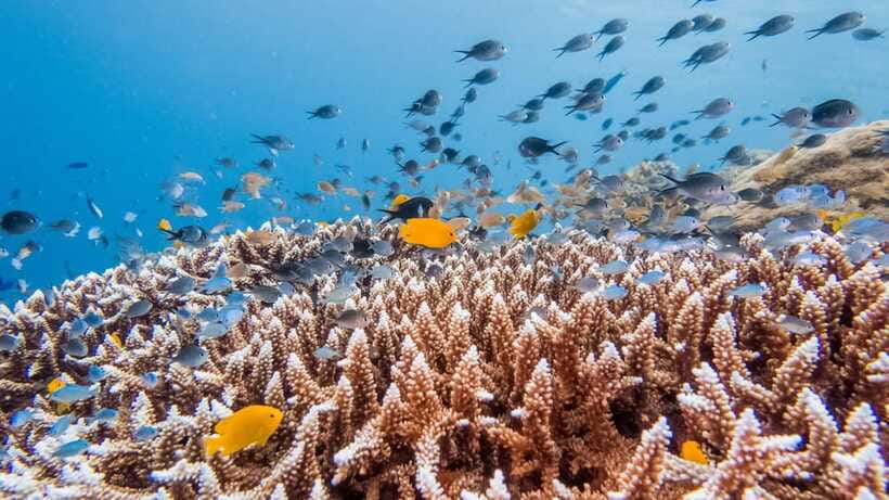 Bohol: Private Balicasag Tour with extra snorkeling time - Virgin Island and the sandbar that is currently closed