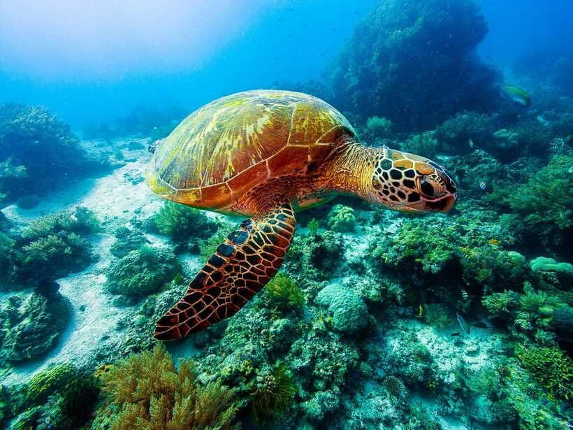 Bohol: Private Balicasag Tour with extra snorkeling time - Who will enjoy this trip most
