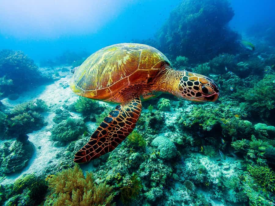 Bohol: Private Balicasag Tour with extra snorkeling time - The 6:00 AM pickup from Panglao