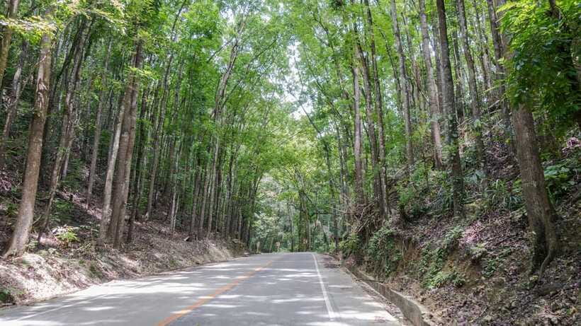 Bohol: Private Countryside Tour with Buffet Lunch - A 1.5-hour Loboc River lunch cruise