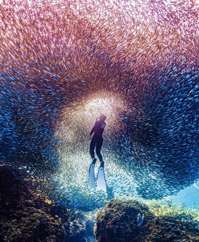 Bohol: Snorkel One of PH’s Largest Sardine Schools - Key Points to Know Before You Go