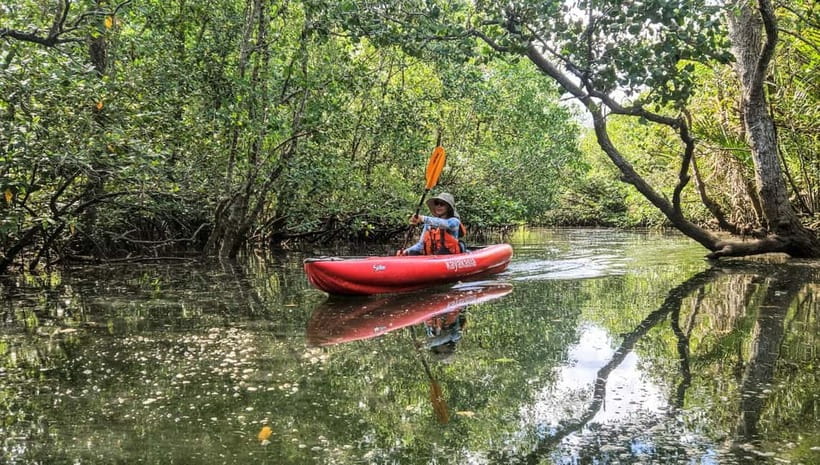 Bohol: SUSTAINABLE Mangrove Tunnels & Firefly Kayaking trail - The first paddle through mangrove tunnels