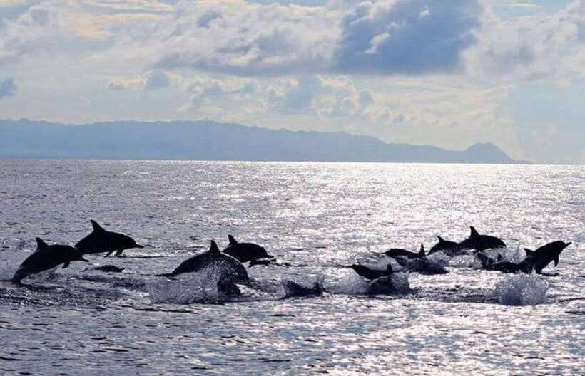 Bohol: Swim with Sea Turtles, Dolphins & Island Hopping Tour - Key points to know before booking