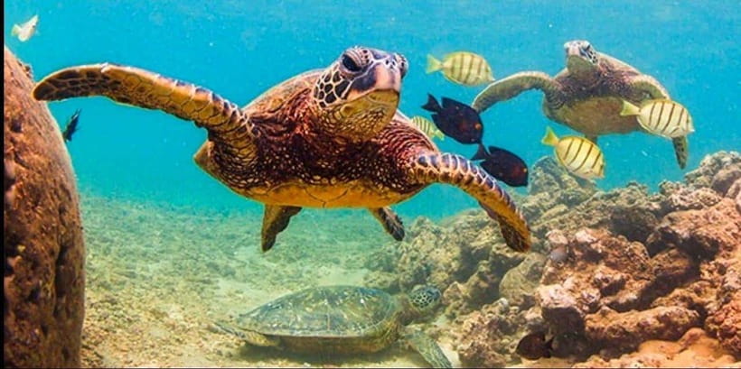 Bohol: Swim with Sea Turtles, Dolphins & Island Hopping Tour - Swimming with sea turtles