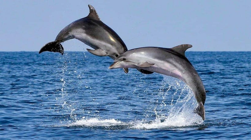 Bohol: Swim with Sea Turtles, Dolphins & Island Hopping Tour - Beach time and a slower finish