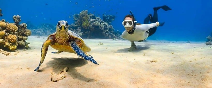 Bohol: Swim with Sea Turtles, Dolphins & Island Hopping Tour - What the $49 price really covers