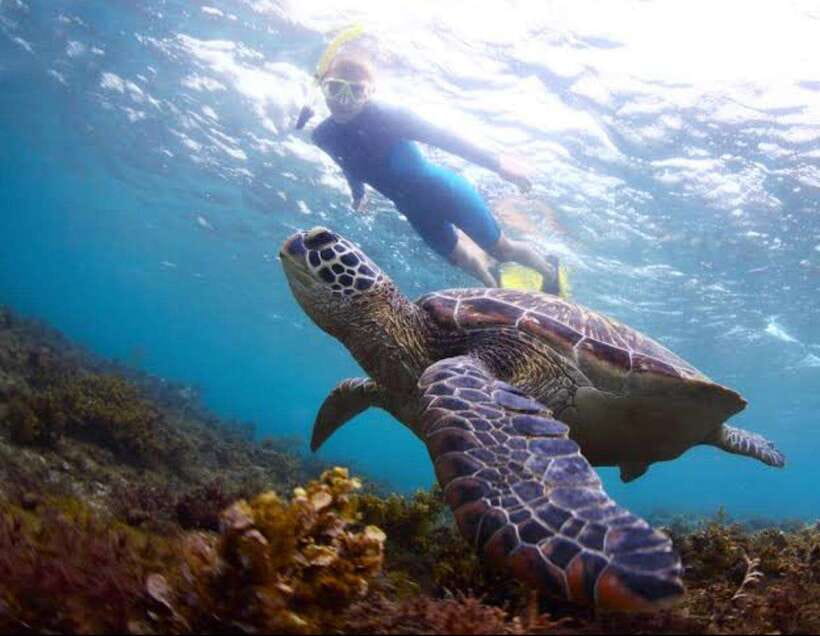 Swim with Sea Turtles, Dolphins & Island Hopping Tour