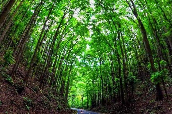 Bohol Tour with Bike Zip Adventure - Mahogany Forest: a scenic road through planted trees