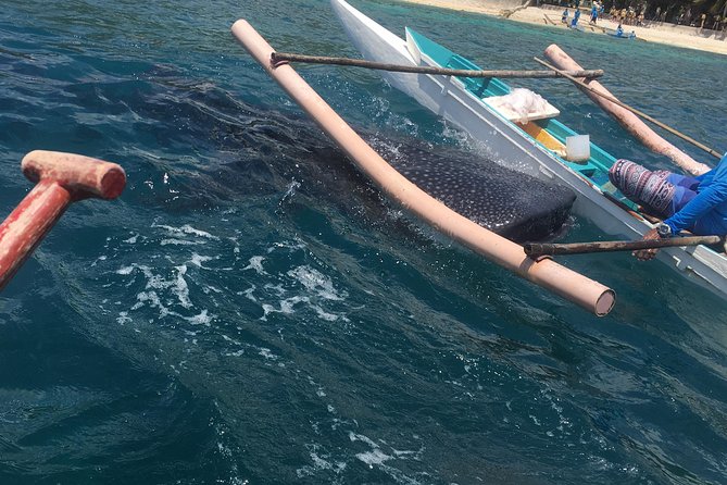 Bohol Whaleharks Interaction & Bohol Countryside Tour with Lunch (Cebu or Bohol) - Key points to know before you book