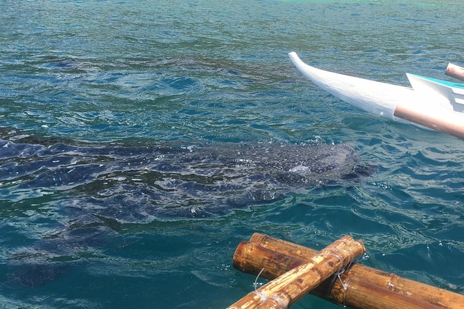 Bohol Whaleharks Interaction & Bohol Countryside Tour with Lunch (Cebu or Bohol) - A whale shark morning with a very early start