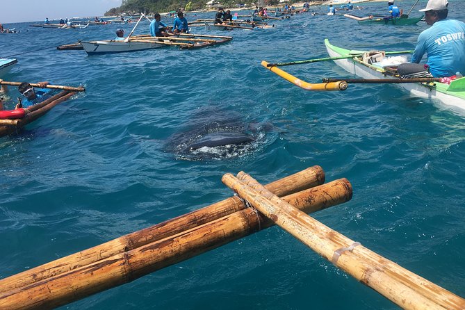 Bohol Whaleharks Interaction & Bohol Countryside Tour with Lunch (Cebu or Bohol) - The Lila and Oslob route needs checking