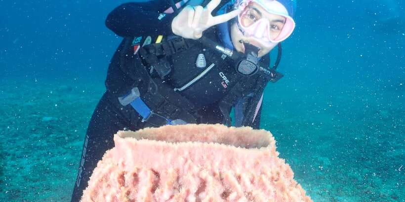 Boracay: Introduction to Scuba Diving Experience - The main underwater session at about 6 meters