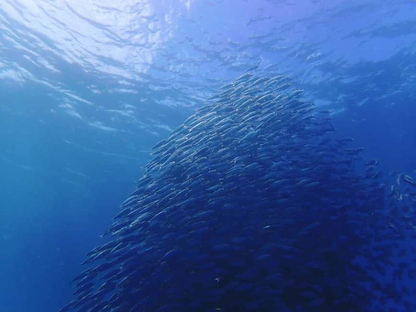 Cebu: 2-Day Private Tour Moalboal and Oslob - Why this two-day Cebu route works