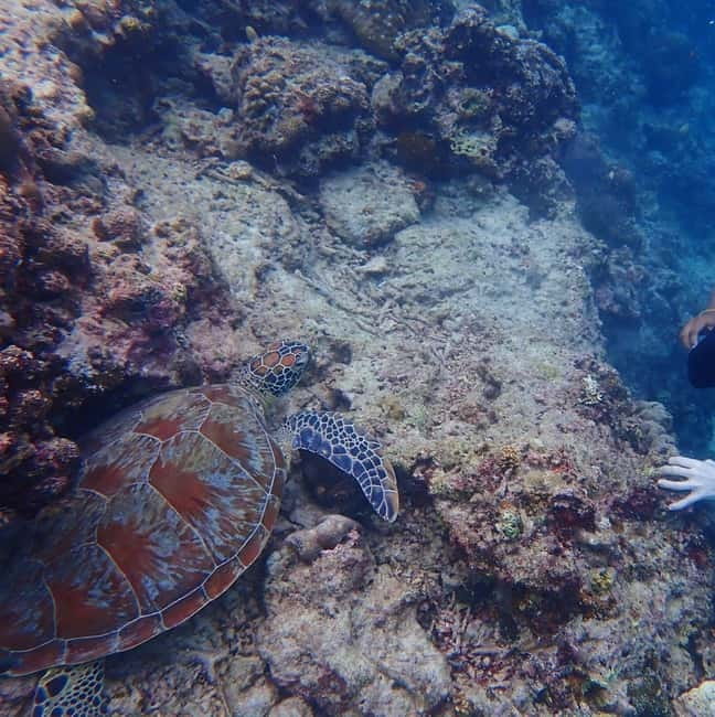 Cebu: 2-Day Private Tour Moalboal and Oslob - Moalboal’s sardines and turtles