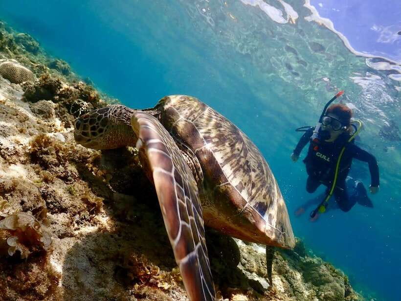 Cebu: Beach Scuba Diving Experience - Key points at a glance
