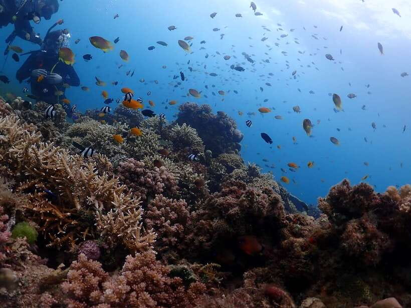 Cebu: Beach Scuba Diving Experience - What two sessions add