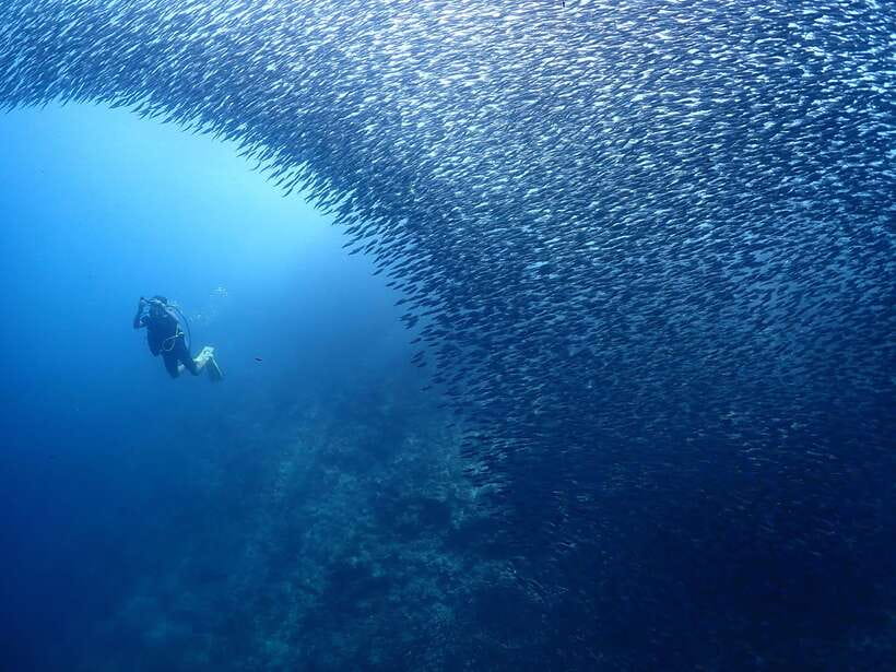 Cebu: Beach Scuba Diving Experience - Free GoPro photos are a genuine bonus