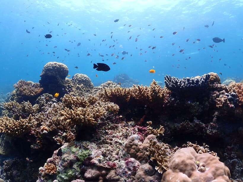 Cebu: Boat Diving Two Dive Tour in Olango Island - How beginners are introduced to scuba