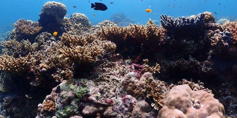 Cebu: Boat Diving Two Dive Tour in Olango Island - Is $92 a fair price?