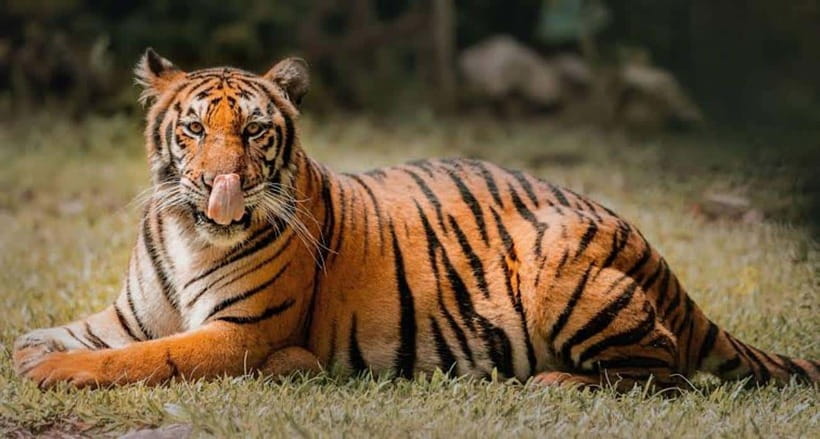 Cebu:Cebu Safari Adventure Park Day Trip - Key things to know before booking