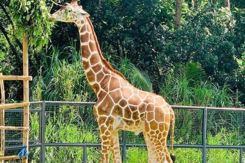 Cebu:Cebu Safari Adventure Park Day Trip - The long ride to Cebu Safari Adventure Park