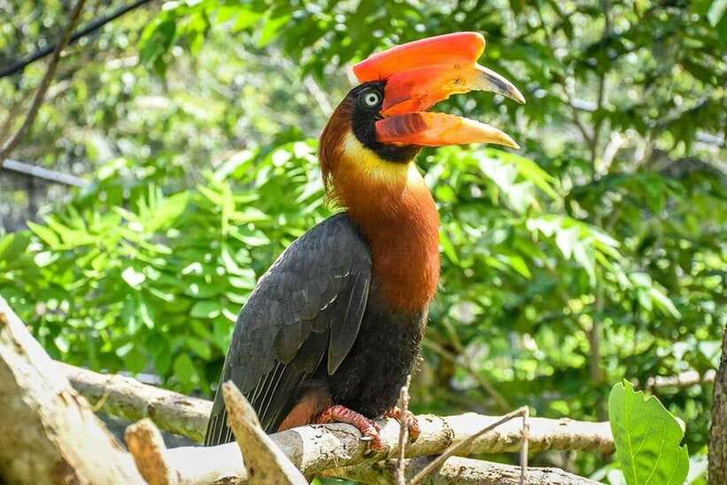 Cebu:Cebu Safari Adventure Park Day Trip - Animal encounters and feeding sessions