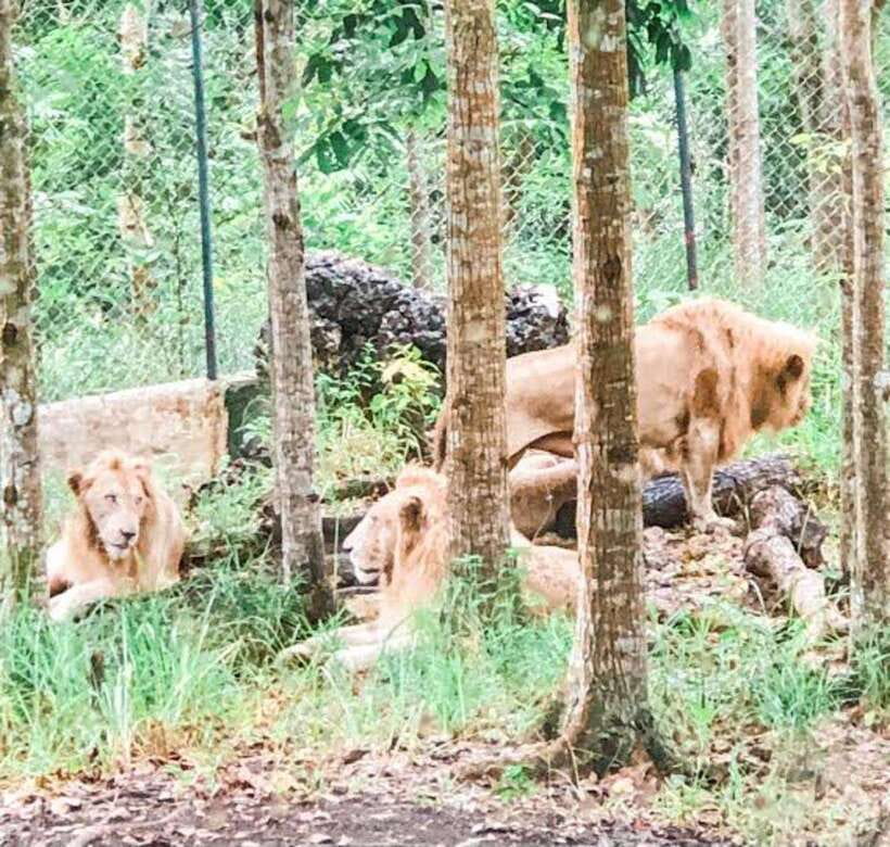 Cebu:Cebu Safari Adventure Park Day Trip - Is $97 per person good value?