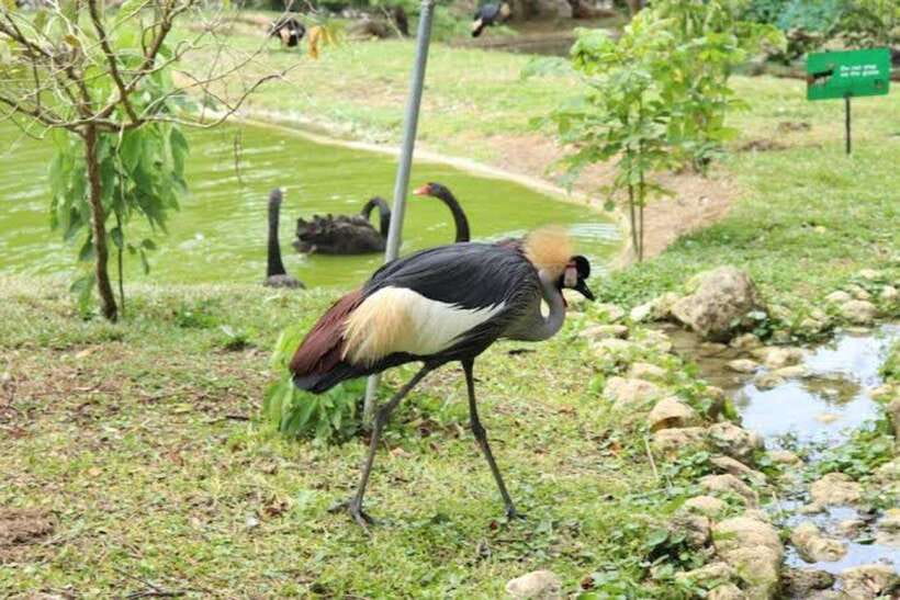 Cebu:Cebu Safari Adventure Park Day Trip - Who will enjoy this Cebu day trip?