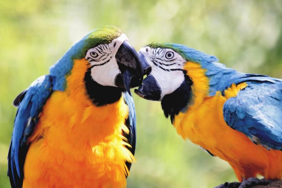 Cebu:Cebu Safari Adventure Park Day Trip - What to bring for a full day outside