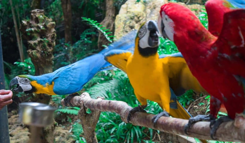 Cebu Safari Adventure Park Day Trip