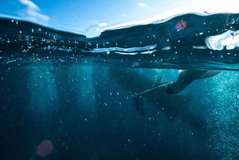 Cebu City: Whale Shark Swimming & Kawasan Falls Canyoneering - The essential facts at a glance
